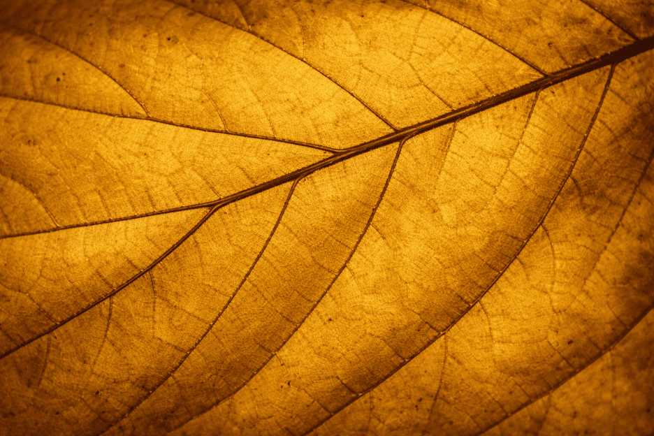 Amber Leaf Veins Ii