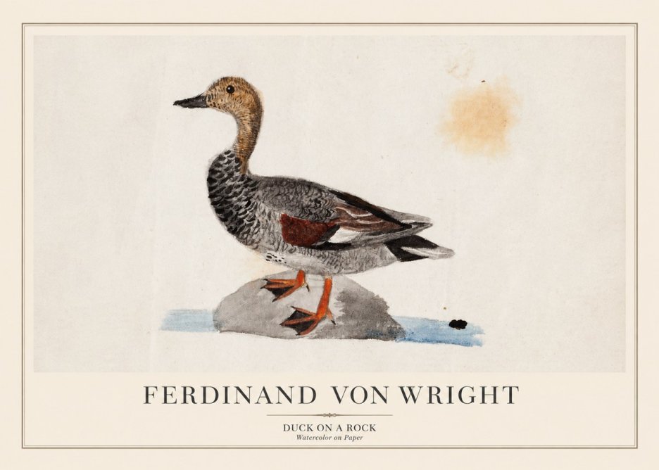 Ferdinand von Wright Duck on a Rock No1 - Póster