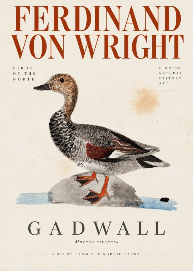 Ferdinand von Wright Duck on a Rock No4 - Póster