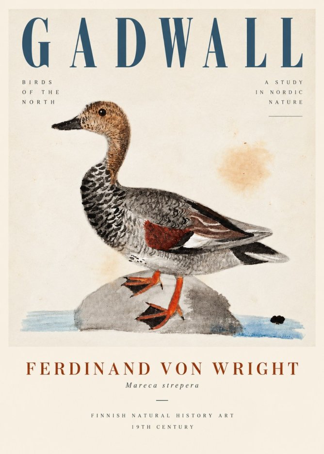 Ferdinand von Wright Duck on a Rock No5 - Póster