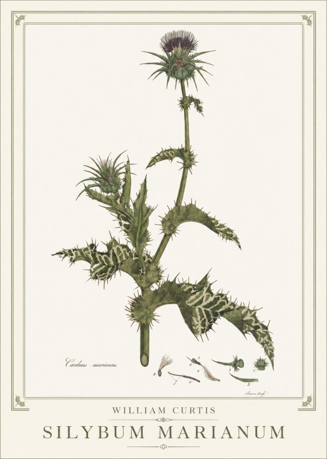 William Curtis Silybum Marianum No1 - Póster