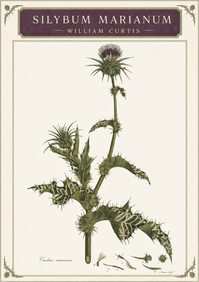 William Curtis Silybum Marianum No3 - Póster