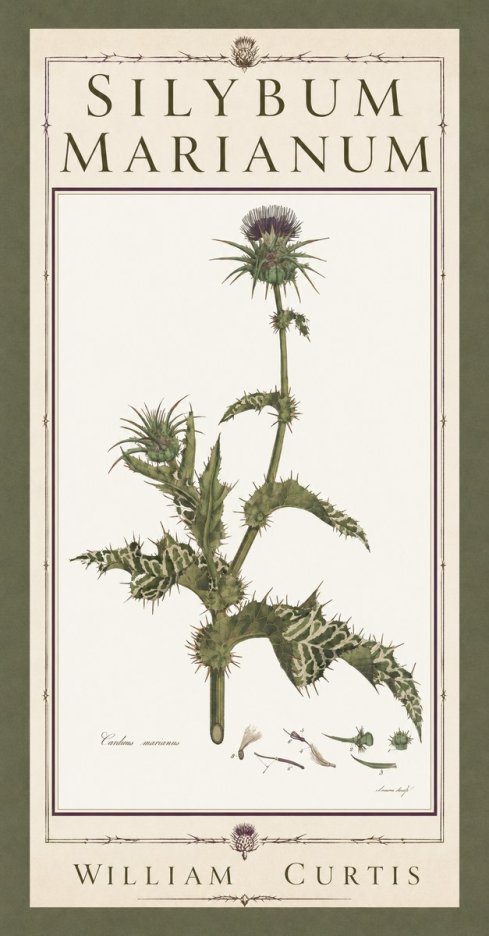 William Curtis Silybum Marianum No5 - Póster