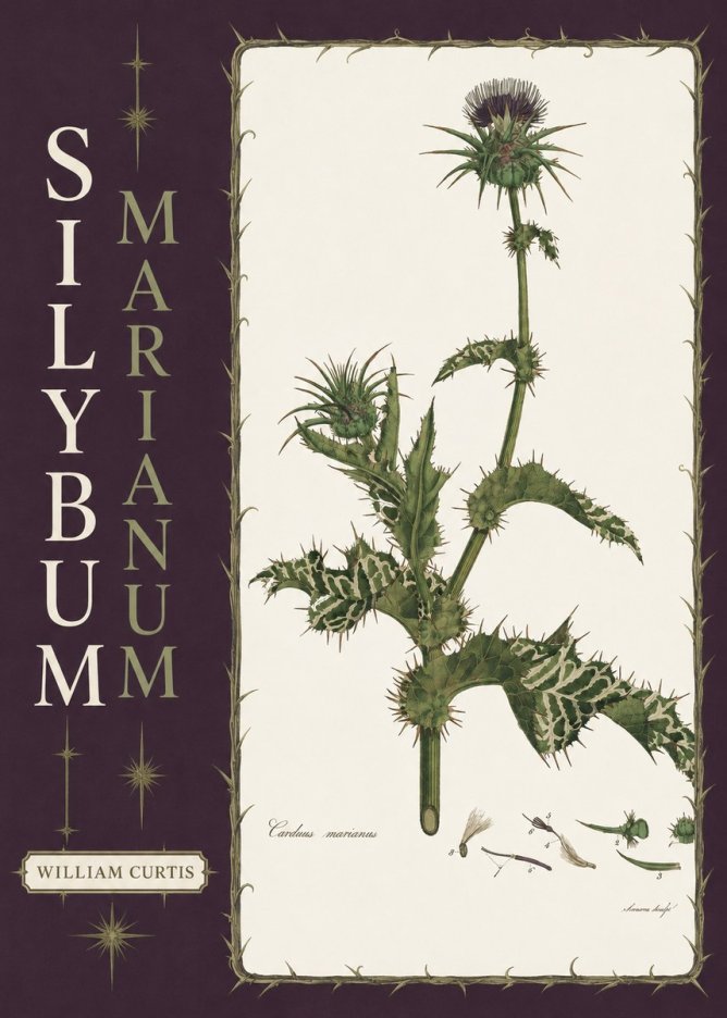 William Curtis Silybum Marianum No6 - Póster