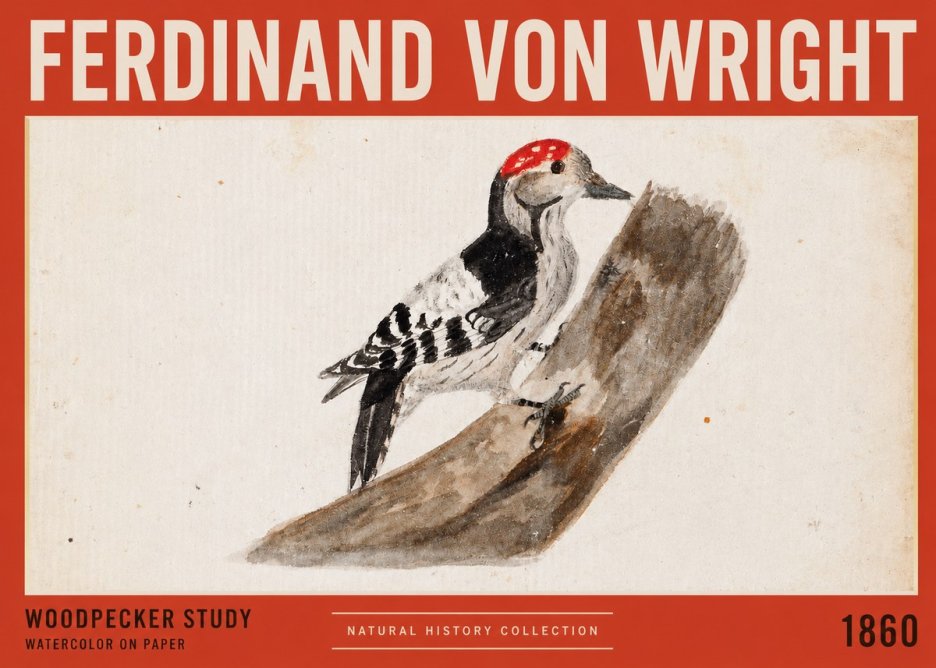 Ferdinand von Wright Woodpecker Study No2 - Póster