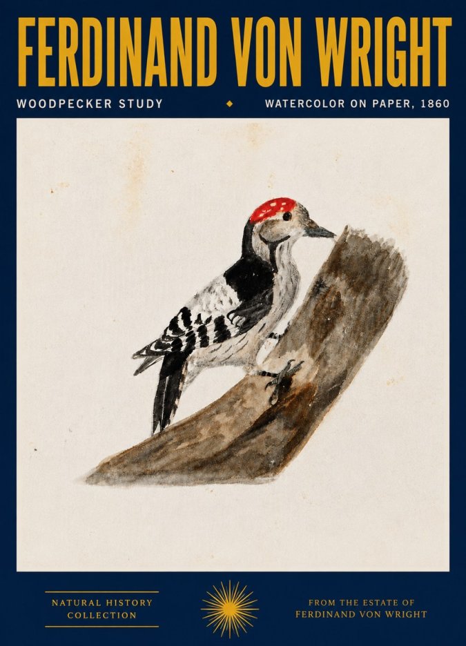 Ferdinand von Wright Woodpecker Study No4 - Póster
