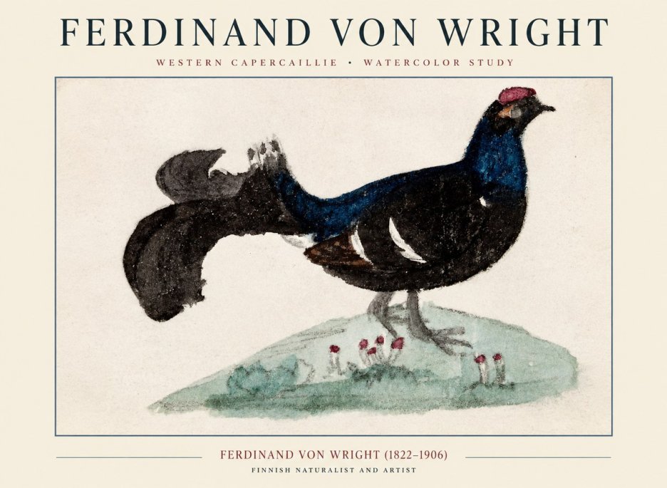 Ferdinand von Wright Western Capercaillie - Watercolor Study No1 - Póster