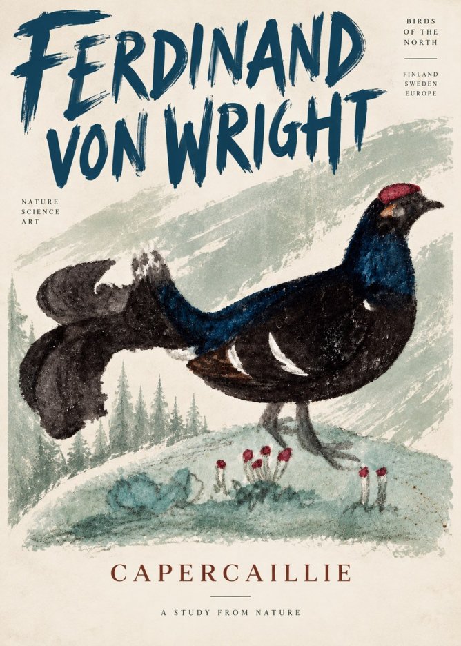 Ferdinand von Wright Western Capercaillie - Watercolor Study No5 - Póster