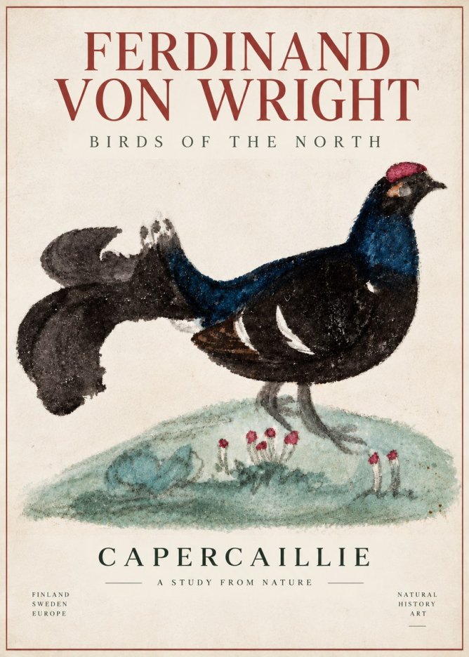 Ferdinand von Wright Western Capercaillie - Watercolor Study No6 - Póster