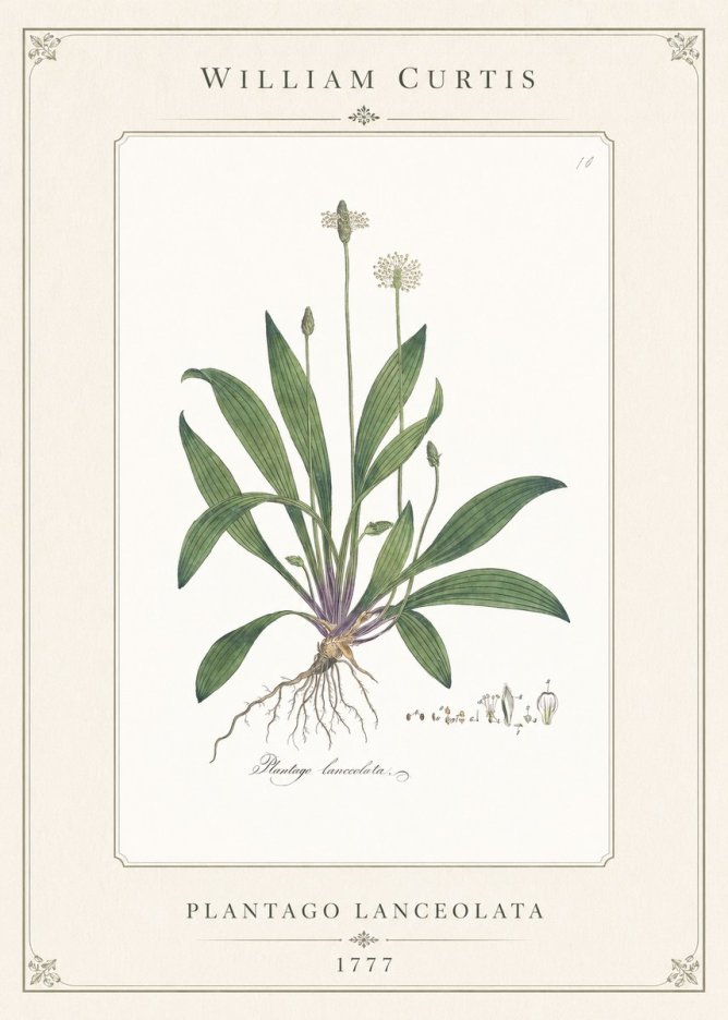 William Curtis Plantago Lanceolata I No1 - Póster