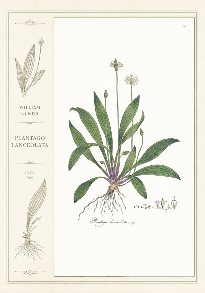 William Curtis Plantago Lanceolata I No2 - Póster