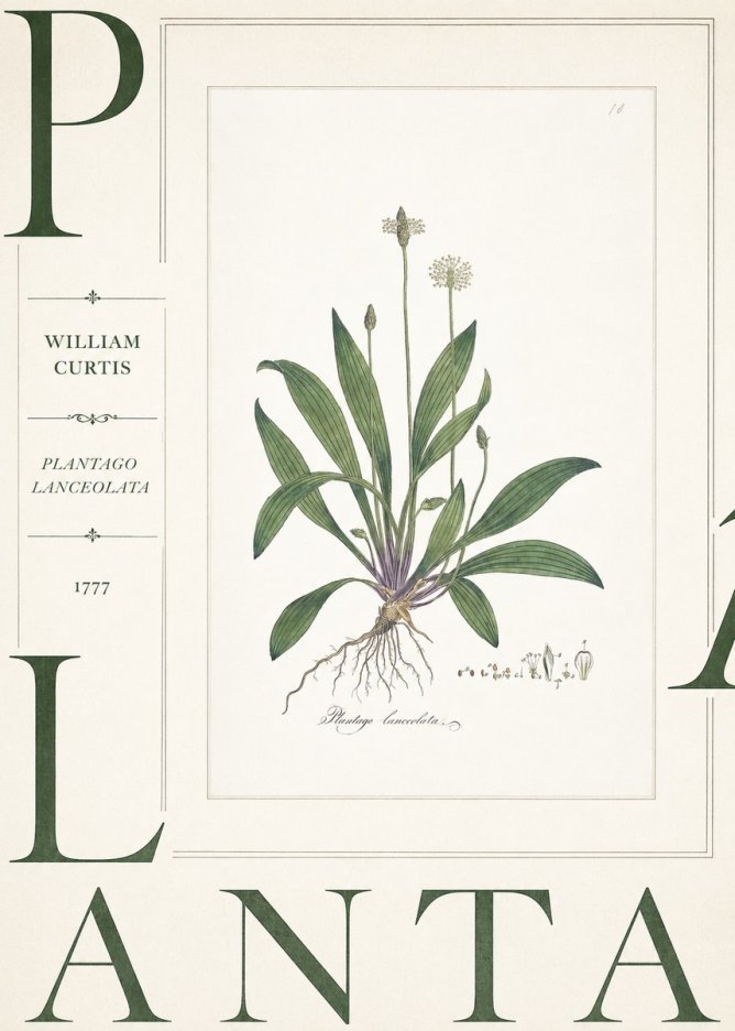 William Curtis Plantago Lanceolata I No5 - Póster