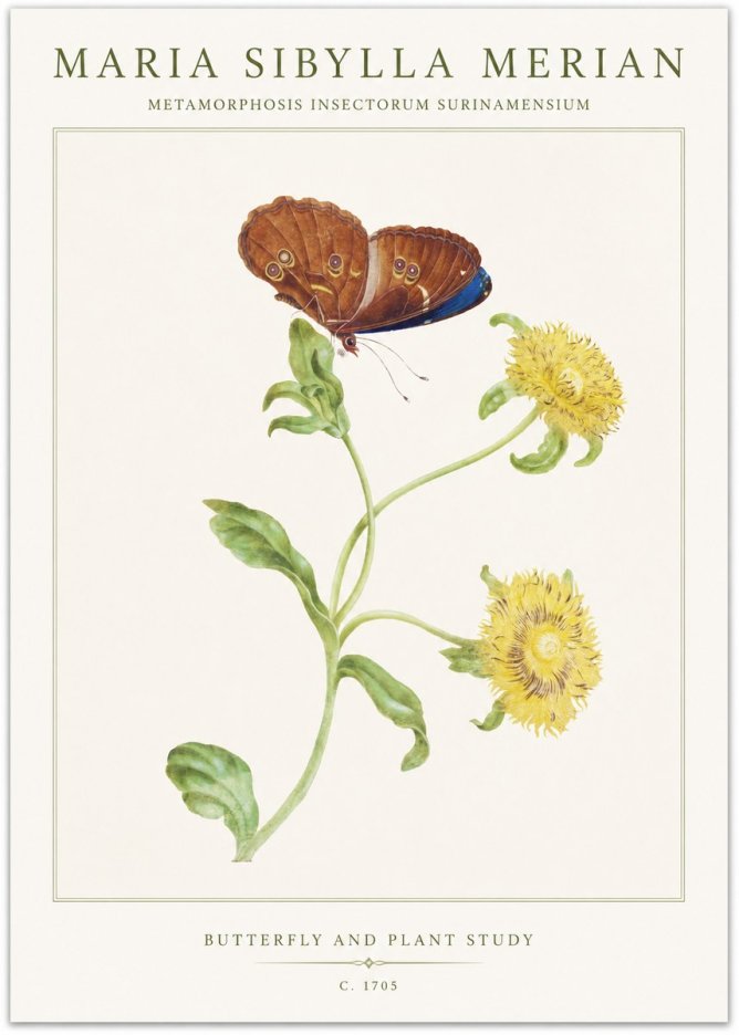 Maria Sibylla Merian Butterfly and Plant Study No1 - Póster
