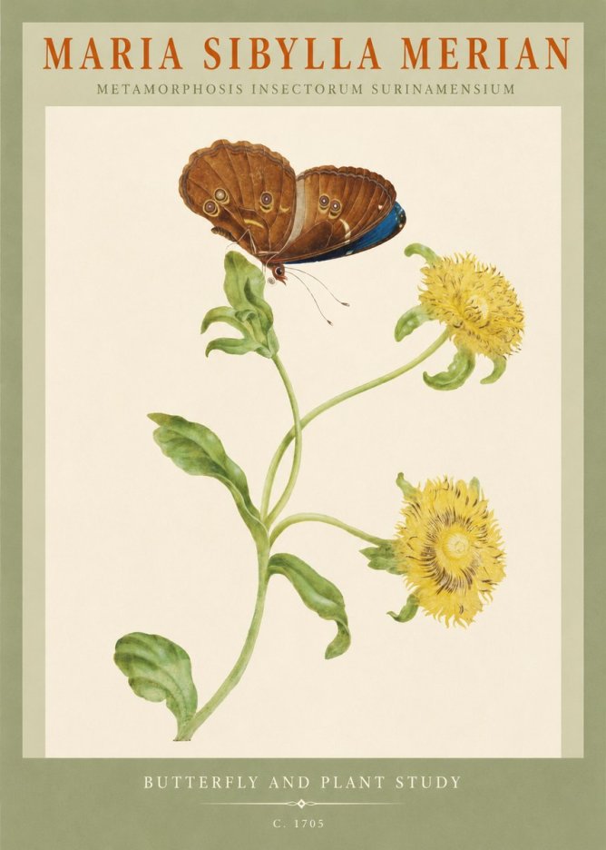 Maria Sibylla Merian Butterfly and Plant Study No2 - Póster