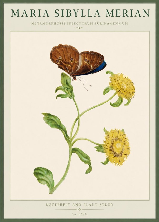 Maria Sibylla Merian Butterfly and Plant Study No4 - Póster
