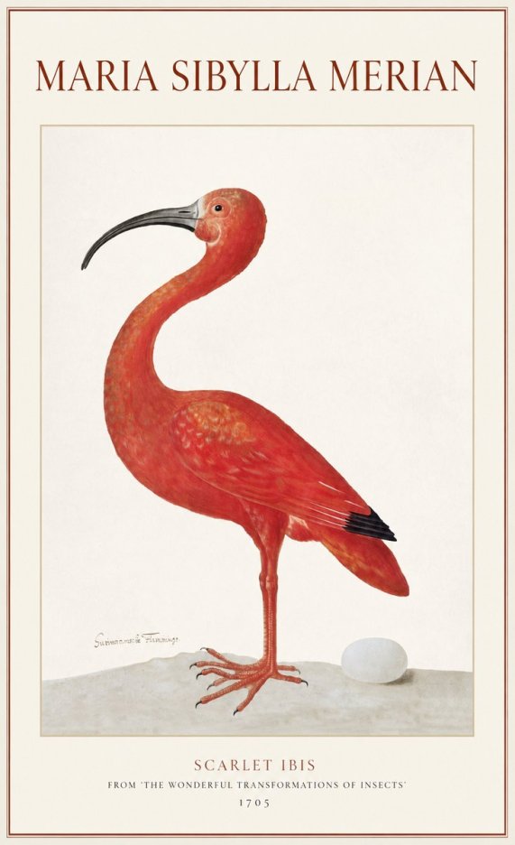 Maria Sibylla Merian Scarlet Ibis No1 - Póster