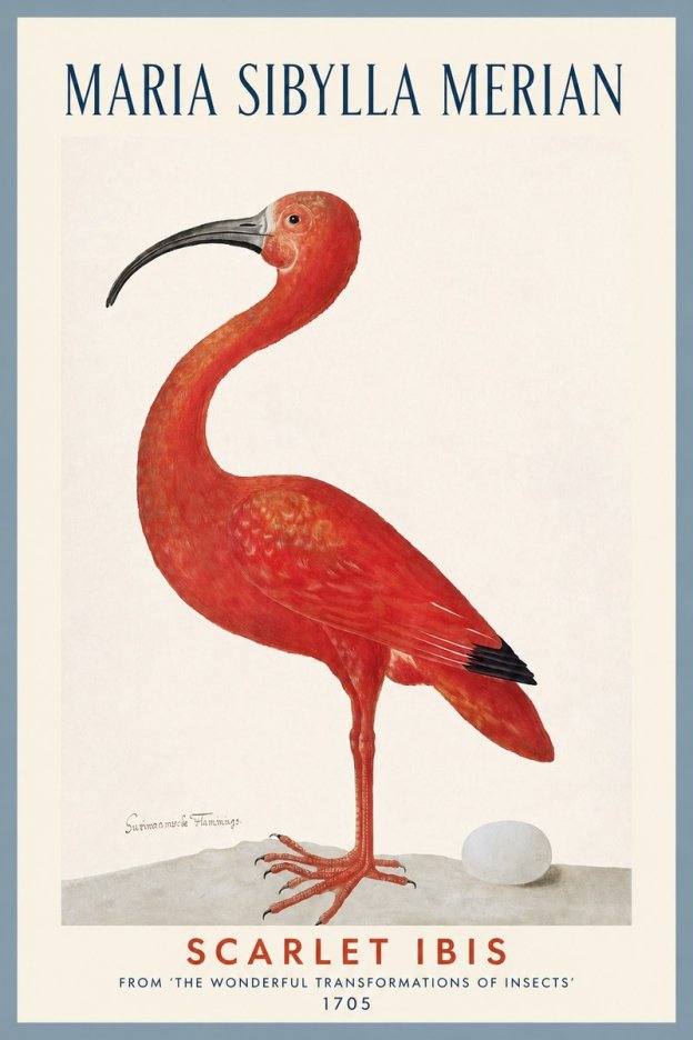 Maria Sibylla Merian Scarlet Ibis No2 - Póster
