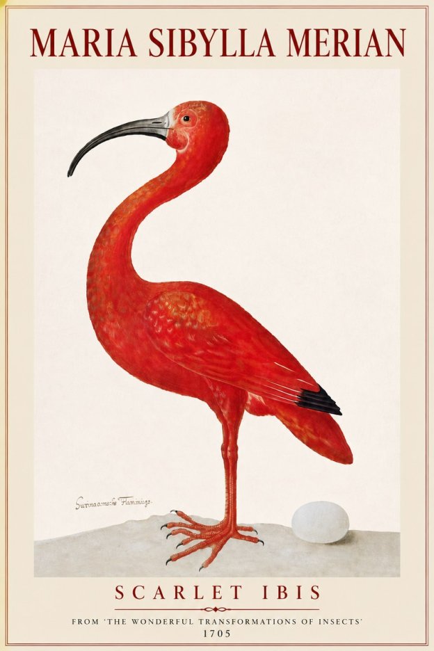 Maria Sibylla Merian Scarlet Ibis No4 - Póster