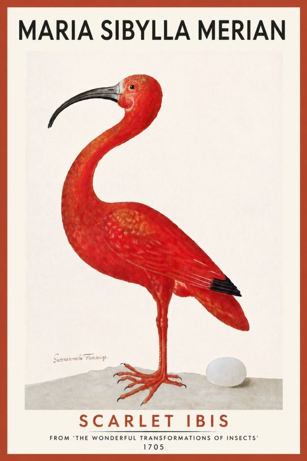 Maria Sibylla Merian Scarlet Ibis No5 - Póster