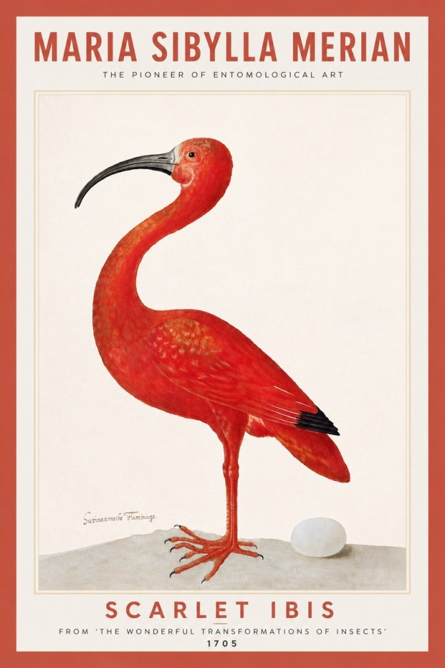 Maria Sibylla Merian Scarlet Ibis No6 - Póster