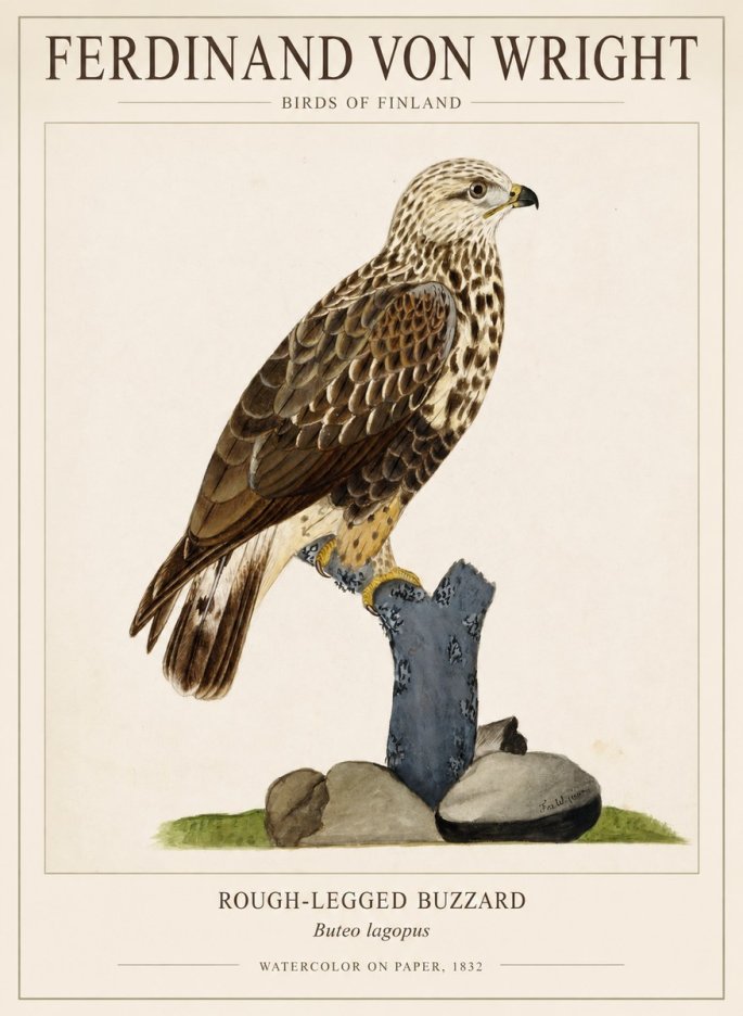 Ferdinand von Wright Rough-legged Buzzard No1 - Póster