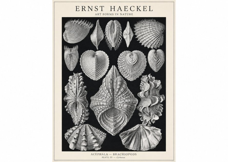 Ernst Haeckel Acephala — Brachiopods Plate 55 — Cytherea. No1 - Póster