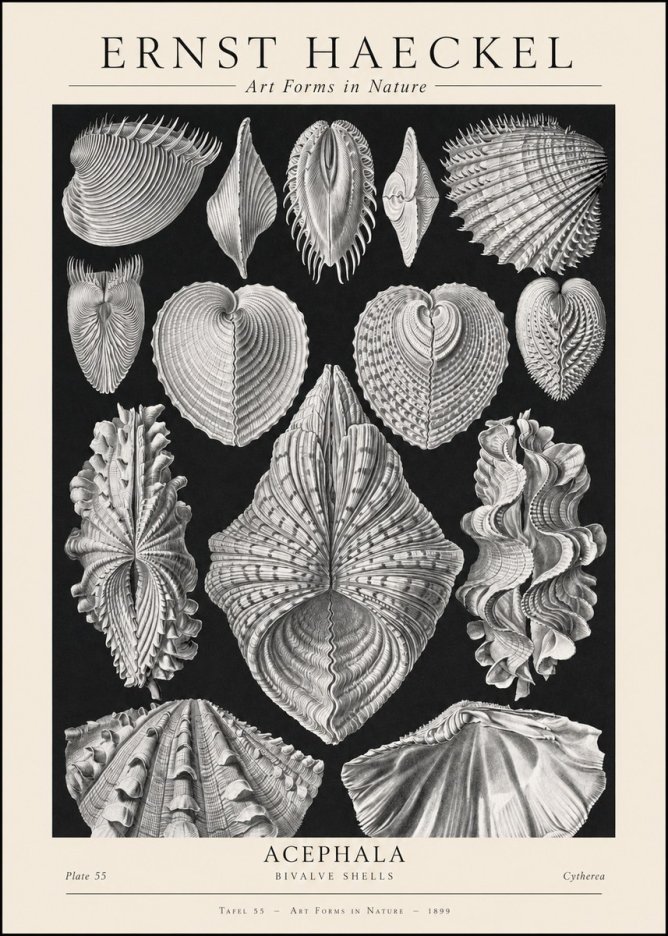 Ernst Haeckel Acephala — Brachiopods Plate 55 — Cytherea. No2 - Póster