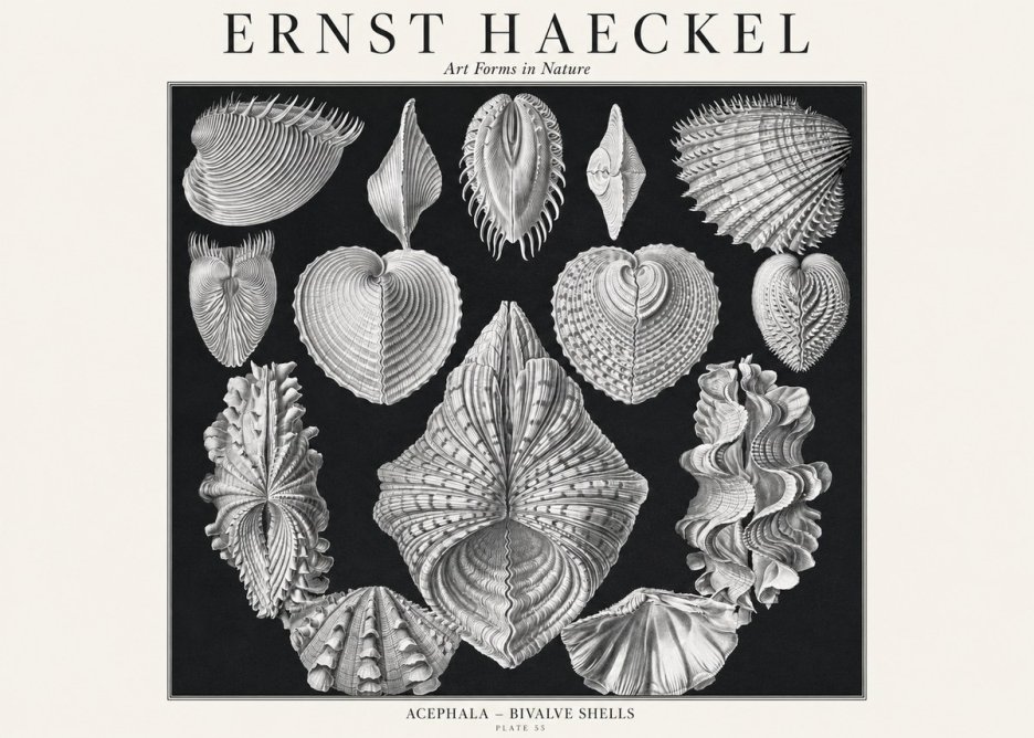 Ernst Haeckel Acephala — Brachiopods Plate 55 — Cytherea. No3 - Póster
