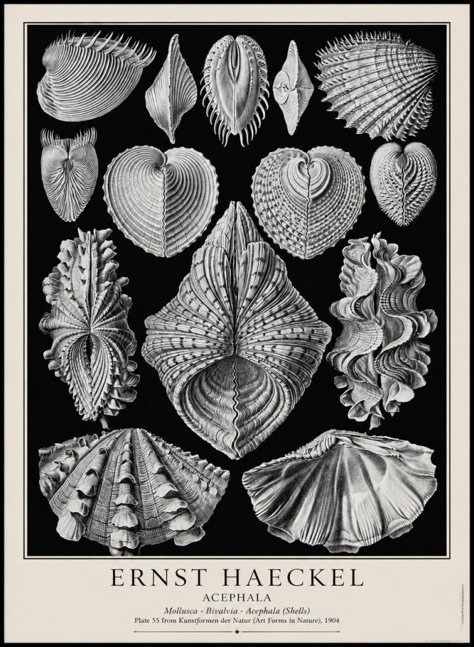 Ernst Haeckel Acephala — Brachiopods Plate 55 — Cytherea. No4 - Póster