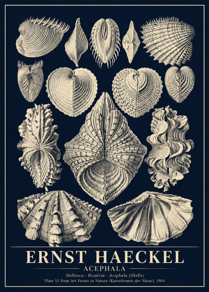 Ernst Haeckel Acephala — Brachiopods Plate 55 — Cytherea. No6 - Póster