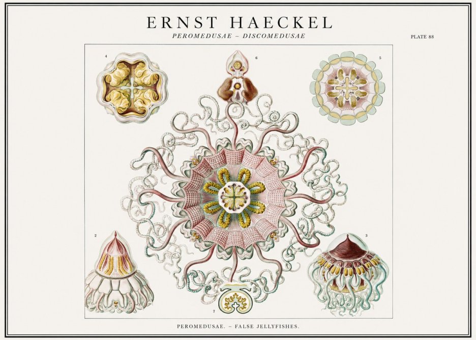 Ernst Haeckel Peromedusae – Discomedusae No1 - Póster