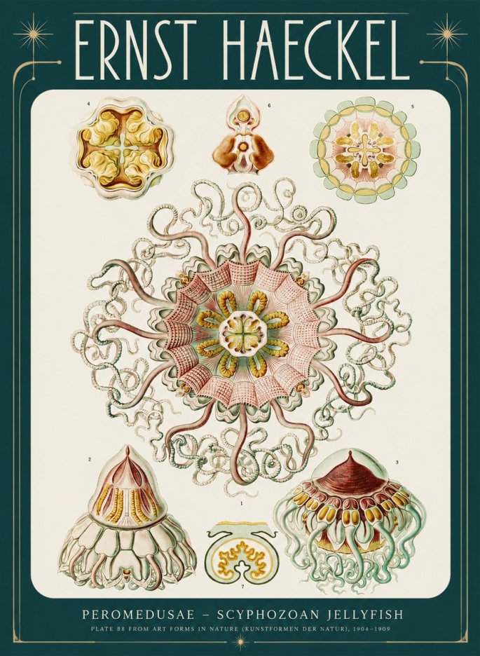 Ernst Haeckel Peromedusae – Discomedusae No4 - Póster
