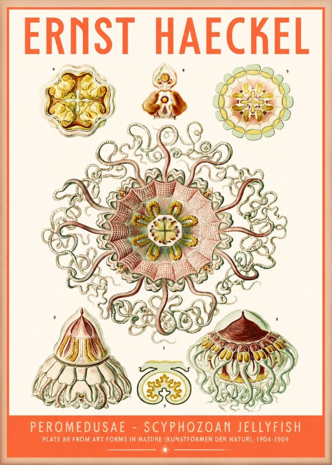 Ernst Haeckel Peromedusae – Discomedusae No5 - Póster