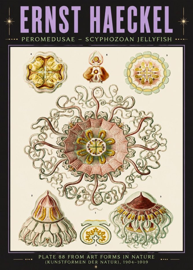 Ernst Haeckel Peromedusae – Discomedusae No6 - Póster