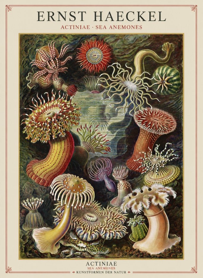 Ernst Haeckel Sea Anemones No2 - Póster