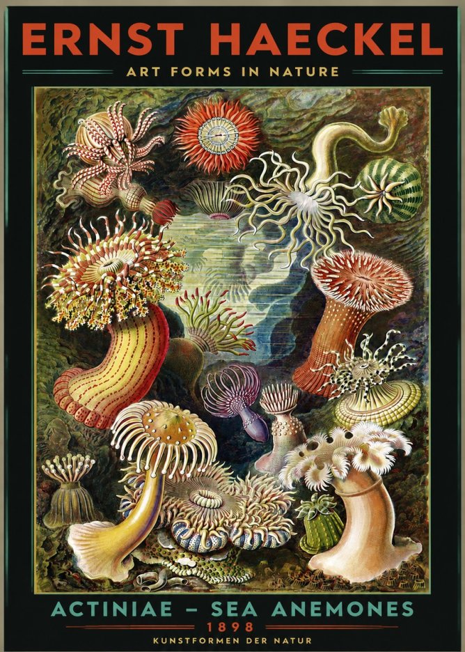 Ernst Haeckel Sea Anemones No3 - Póster