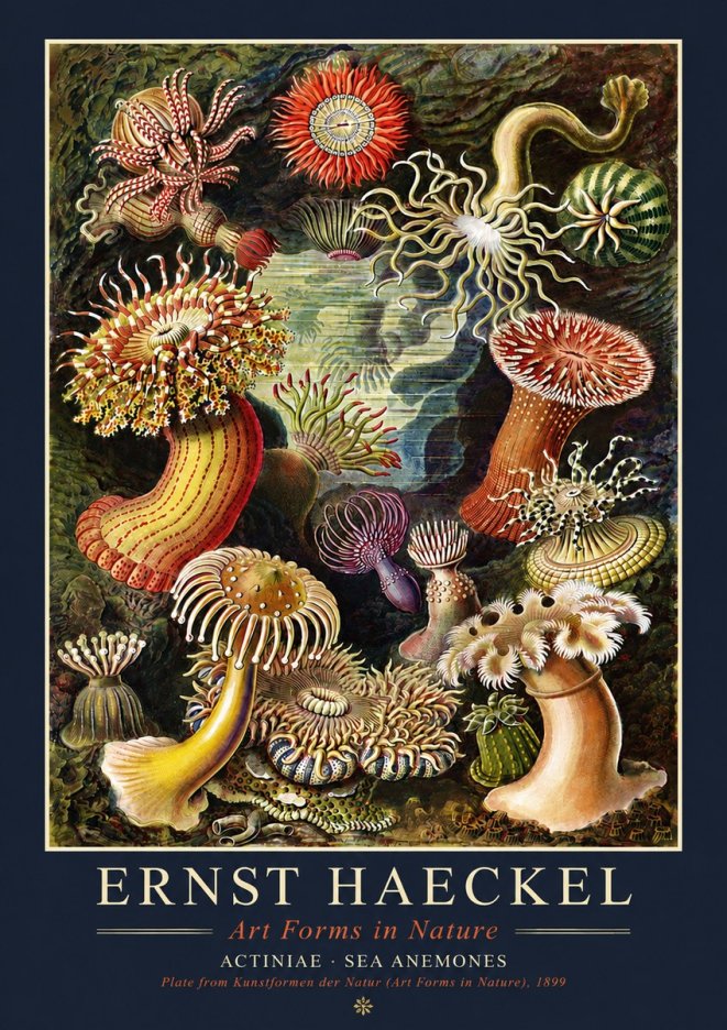 Ernst Haeckel Sea Anemones No4 - Póster
