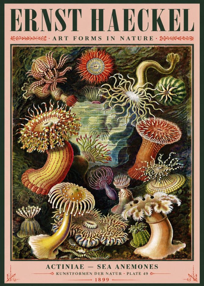 Ernst Haeckel Sea Anemones No5 - Póster