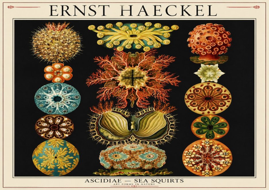 Ernst Haeckel Ascidiae — Sea Squirts No1 - Póster