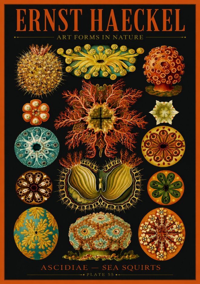Ernst Haeckel Ascidiae — Sea Squirts No2 - Póster
