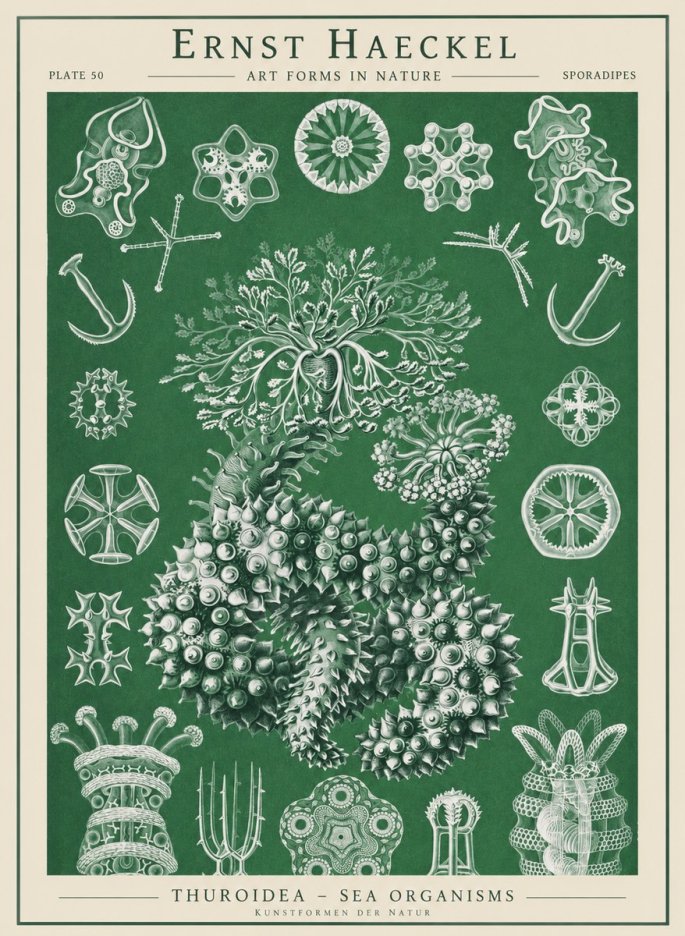 Ernst Haeckel Thuroidea - Sea Organisms No1 - Póster