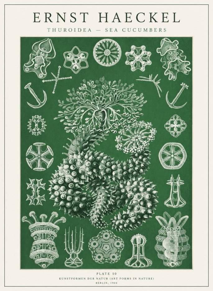 Ernst Haeckel Thuroidea - Sea Organisms No2 - Póster
