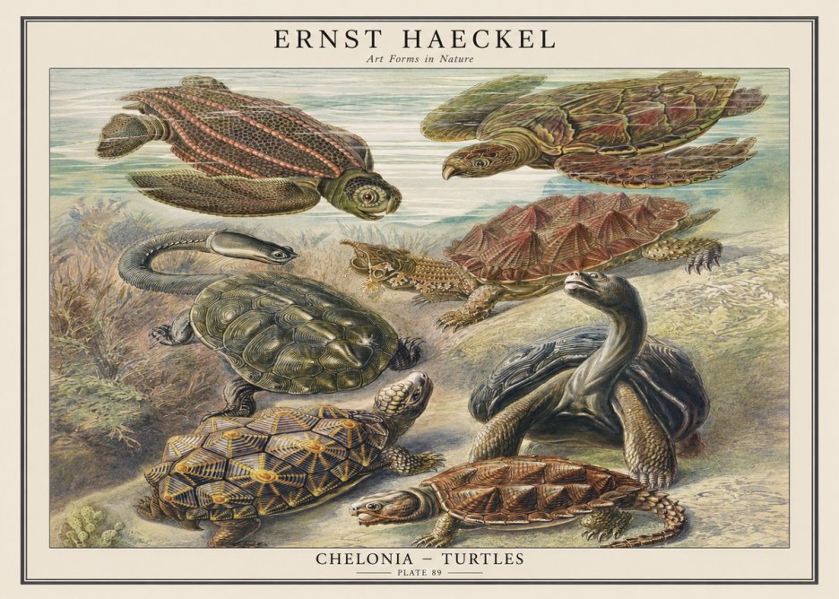 Ernst Haeckel Chelonia - Turtles No1 - Póster