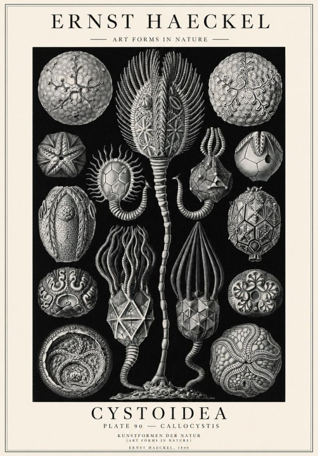 Ernst Haeckel Cystoidea - Callocystis No1 - Póster