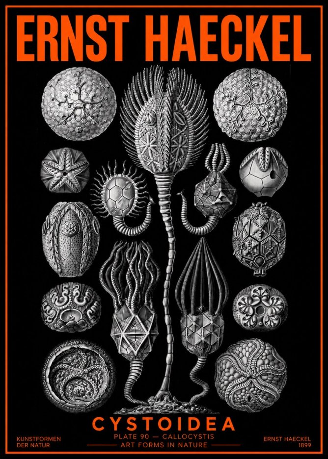 Ernst Haeckel Cystoidea - Callocystis No2 - Póster