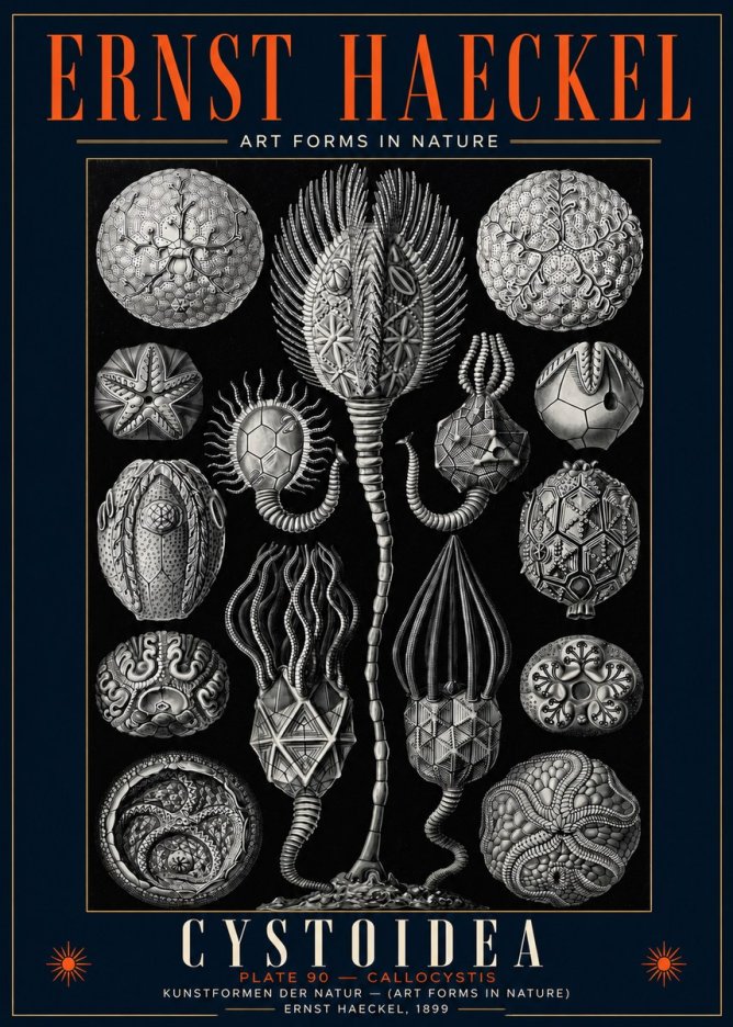 Ernst Haeckel Cystoidea - Callocystis No5 - Póster
