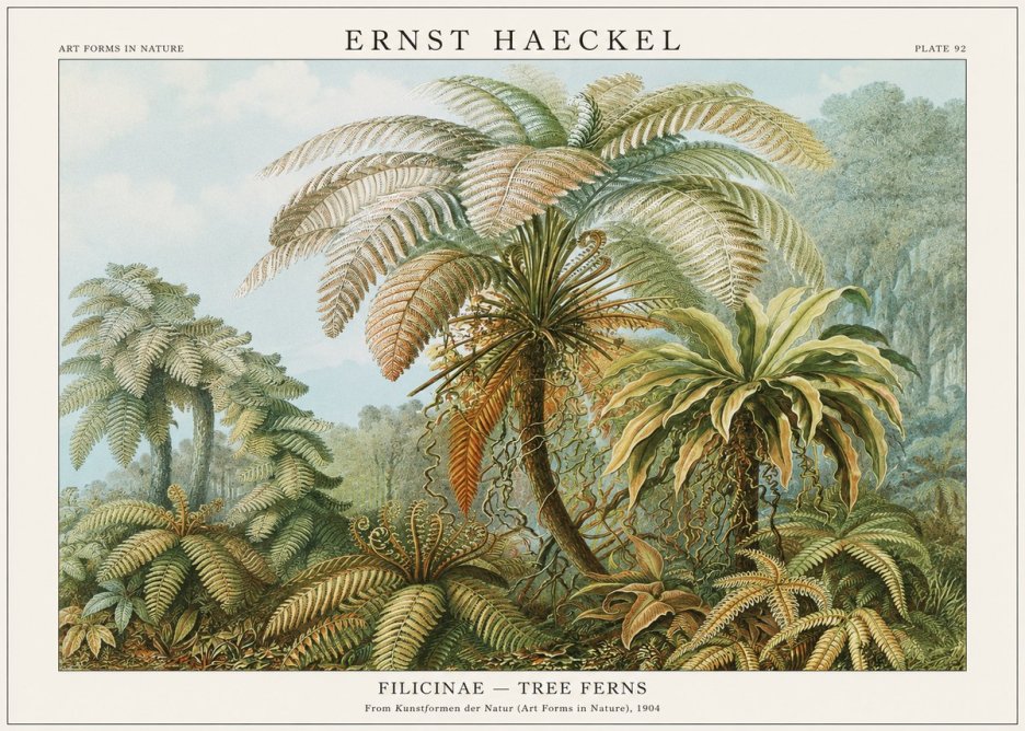 Ernst Haeckel Filicinae – Tree Ferns No1 - Póster