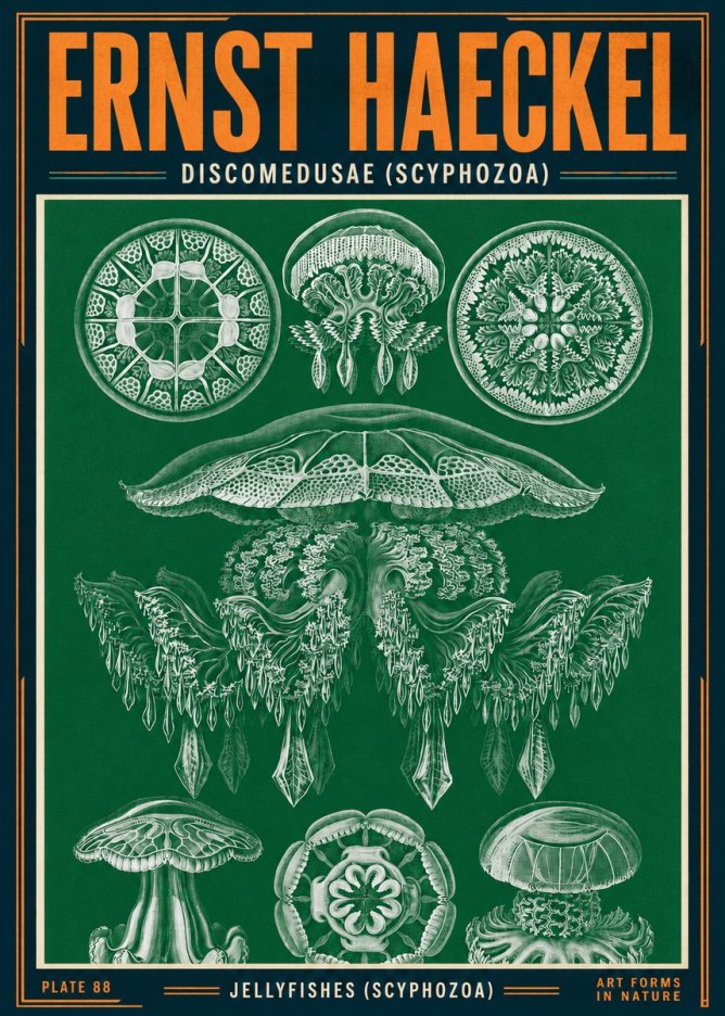 Ernst Haeckel Discomedusae (Scyphozoa) Plate 88 No4 - Póster