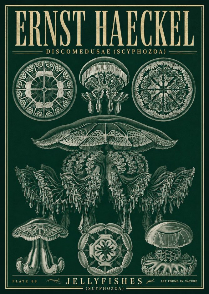 Ernst Haeckel Discomedusae (Scyphozoa) Plate 88 No5 - Póster