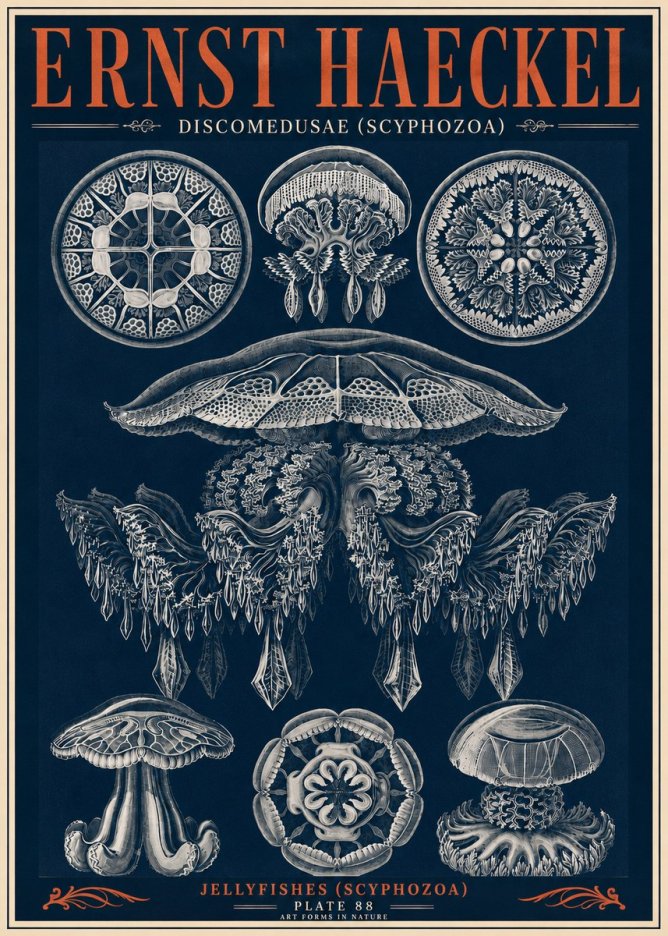 Ernst Haeckel Discomedusae (Scyphozoa) Plate 88 No6 - Póster